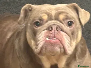 English Bulldog dogs English Bulldog Female - Advert 1