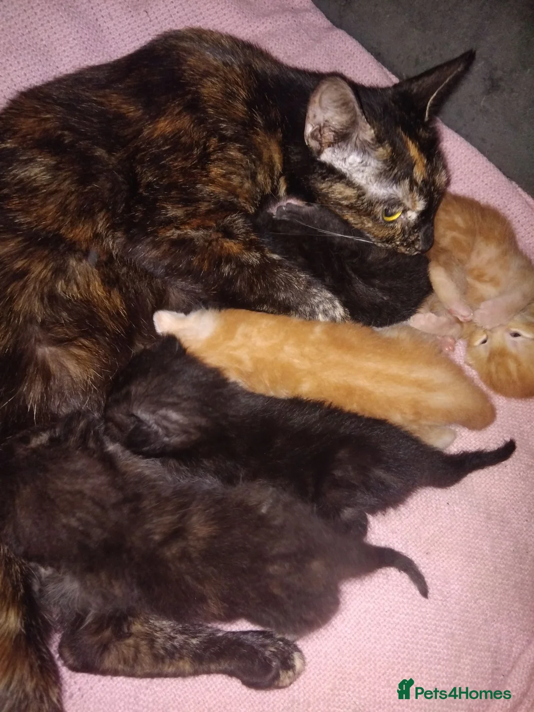 Mixed Breed cats for sale: 4 female kittens for sale in Caerphilly - Advert 15