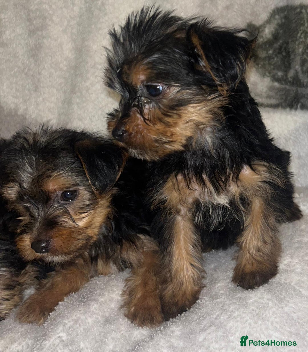 Yorkshire Terrier dogs for sale: Yorkshire Terrier Puppies  - Advert 17