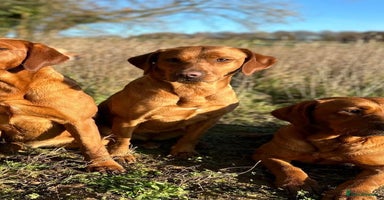 Labrador Retriever dogs - Advert 10