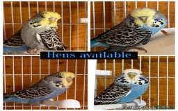Budgerigars birds for sale: Exhibition budgie flock  - Image 12