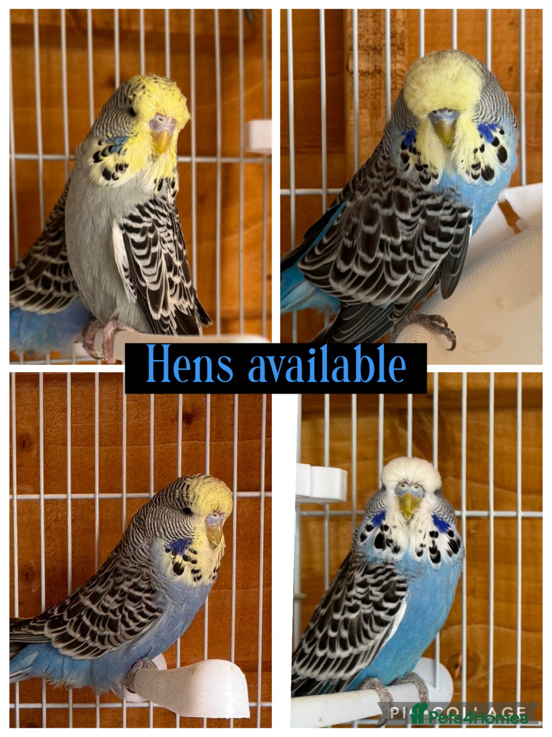 Budgerigars birds for sale: Exhibition budgie flock  - Image 12