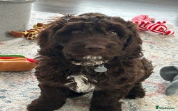 Mixed Breed dogs for sale: Loveable Cockapoo puppy  - Advert 2