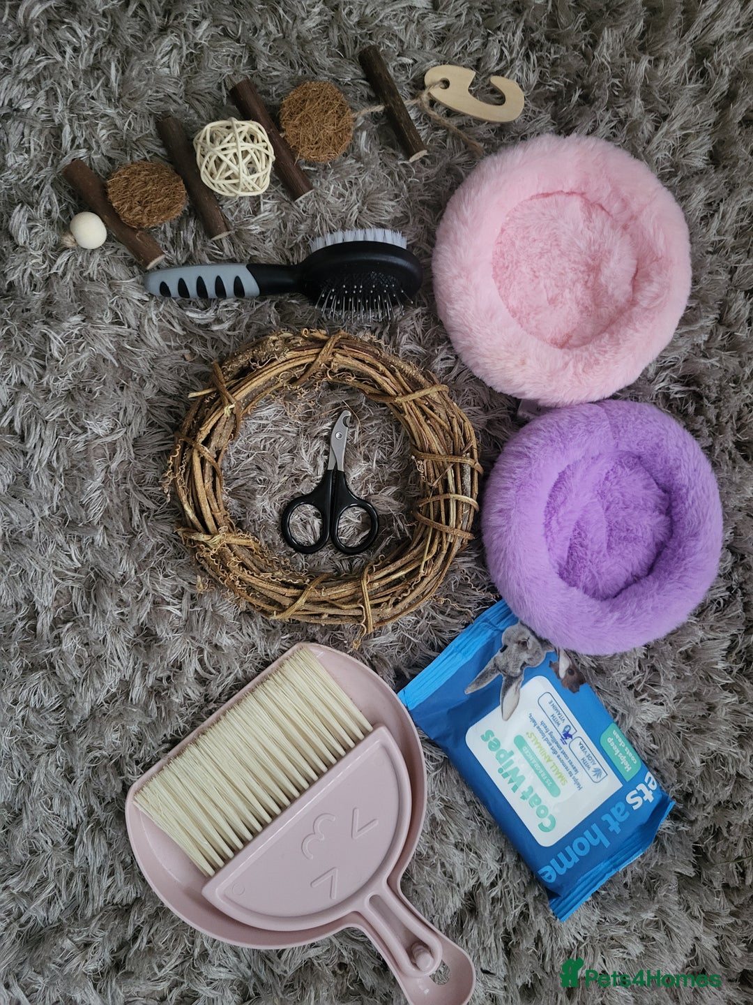 Guinea Pig rodents for sale: Baby girls guinea pigs  - Image 24