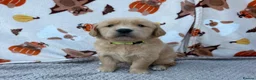Golden Retriever dogs for sale: Beautiful golden retriever puppies - Advert 16