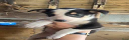 Border Collie dogs for sale: Collies for sale  in Newtown - Advert 6