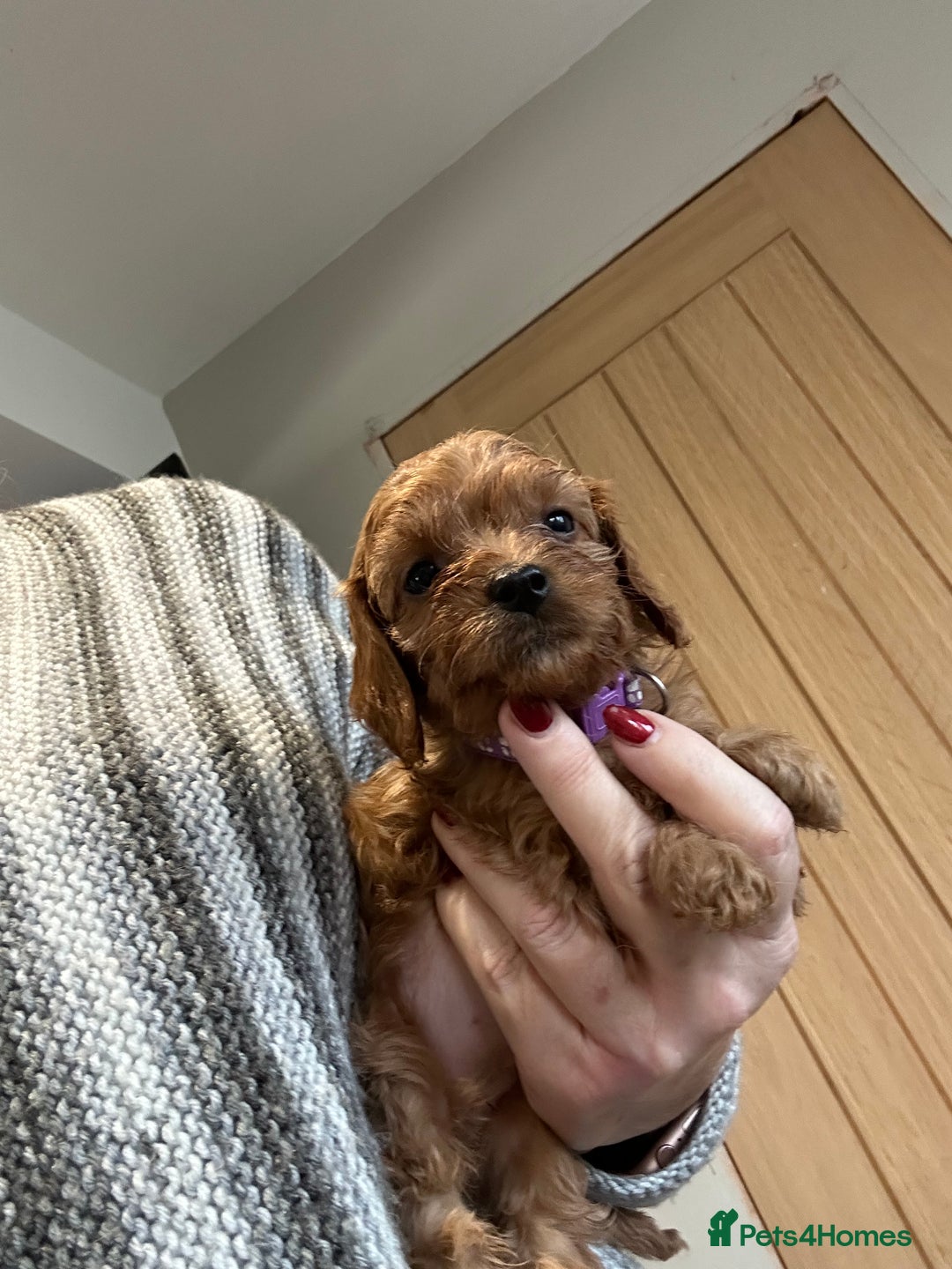 Cavapoo dogs for sale: Cavapoo puppies - Advert 8