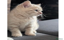 British Shorthair cats for sale: 3 beautiful pedigree British shorthair boys.  - Image 10