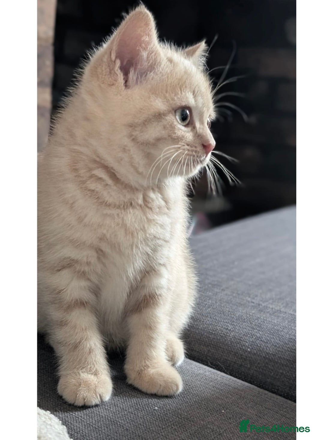 British Shorthair cats for sale: 3 beautiful pedigree British shorthair boys.  - Image 10