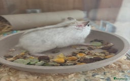 Hamster rodents for sale: Friendly dwarf hamster - 12 weeks old  - Image 12