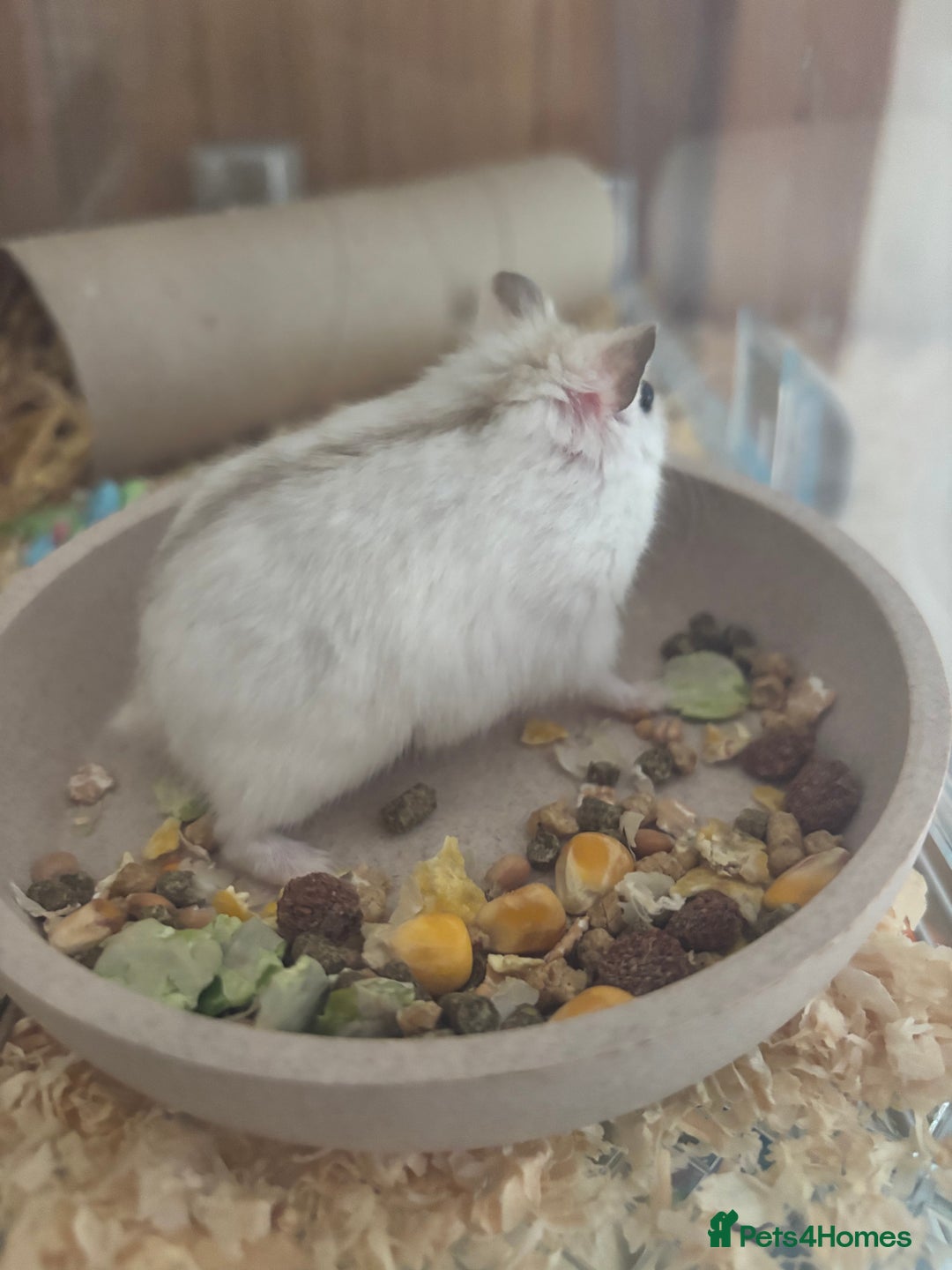 Hamster rodents for sale: Friendly dwarf hamster - 12 weeks old  - Image 12