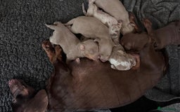 Miniature Dachshund dogs for sale: KC Miniature Isabella Dapple Dachshunds - Image 7