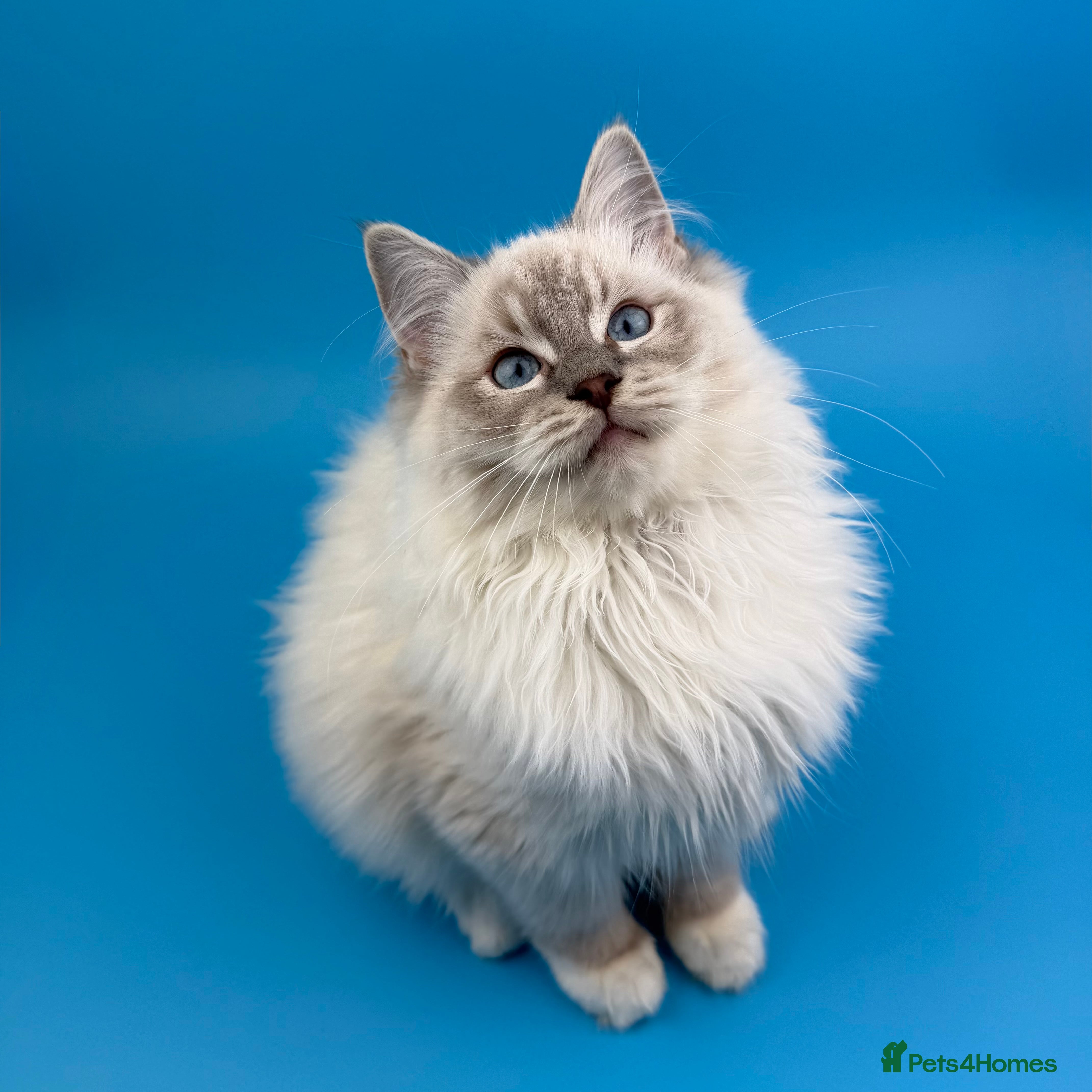 Ragdoll cats 💙 STUNNING GCCF GRCH SIRED RAGDOLL KITTENS 💙 - Advert 1