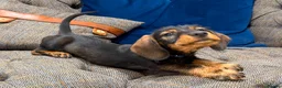 Dachshund dogs for sale: Standard Wire haired dachshund/teckel  - Advert 6