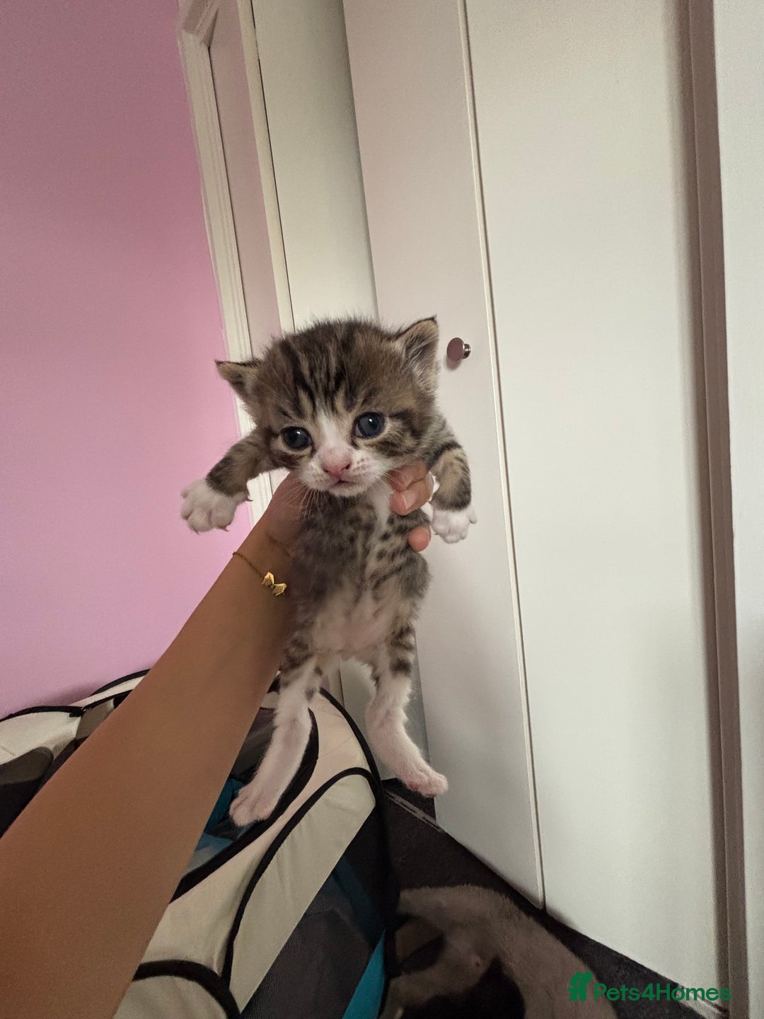 British Shorthair cats for sale: British mixed short hair  - Image 7