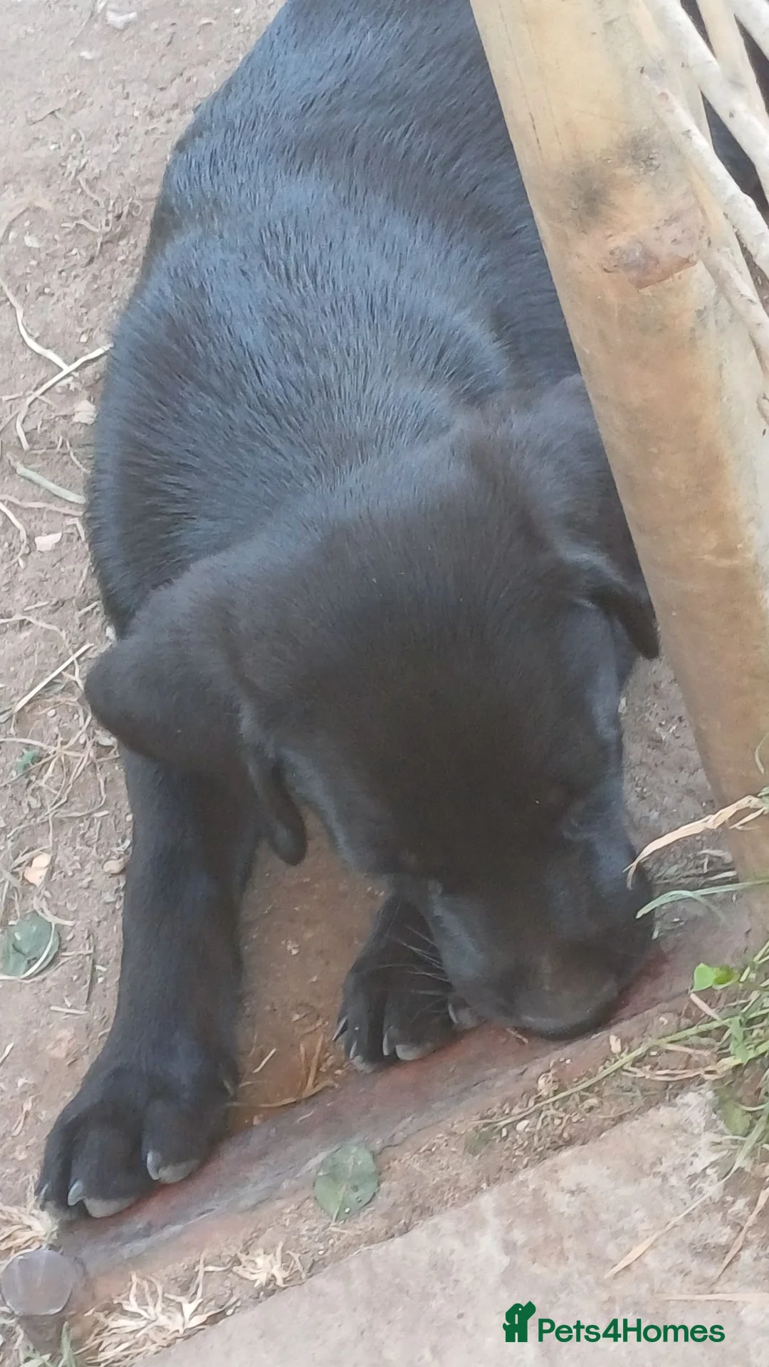 Labrador Retriever dogs for sale: KC REGISTERED BLACK BITCH PUPPY FOR SALE - Advert 2