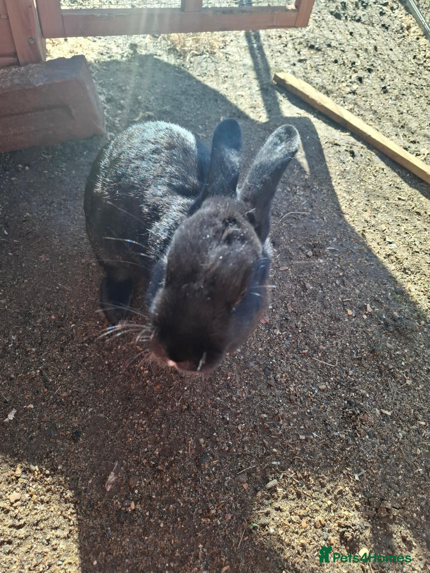 Mixed Breed rabbits Rabbit for rehoming - Advert 2