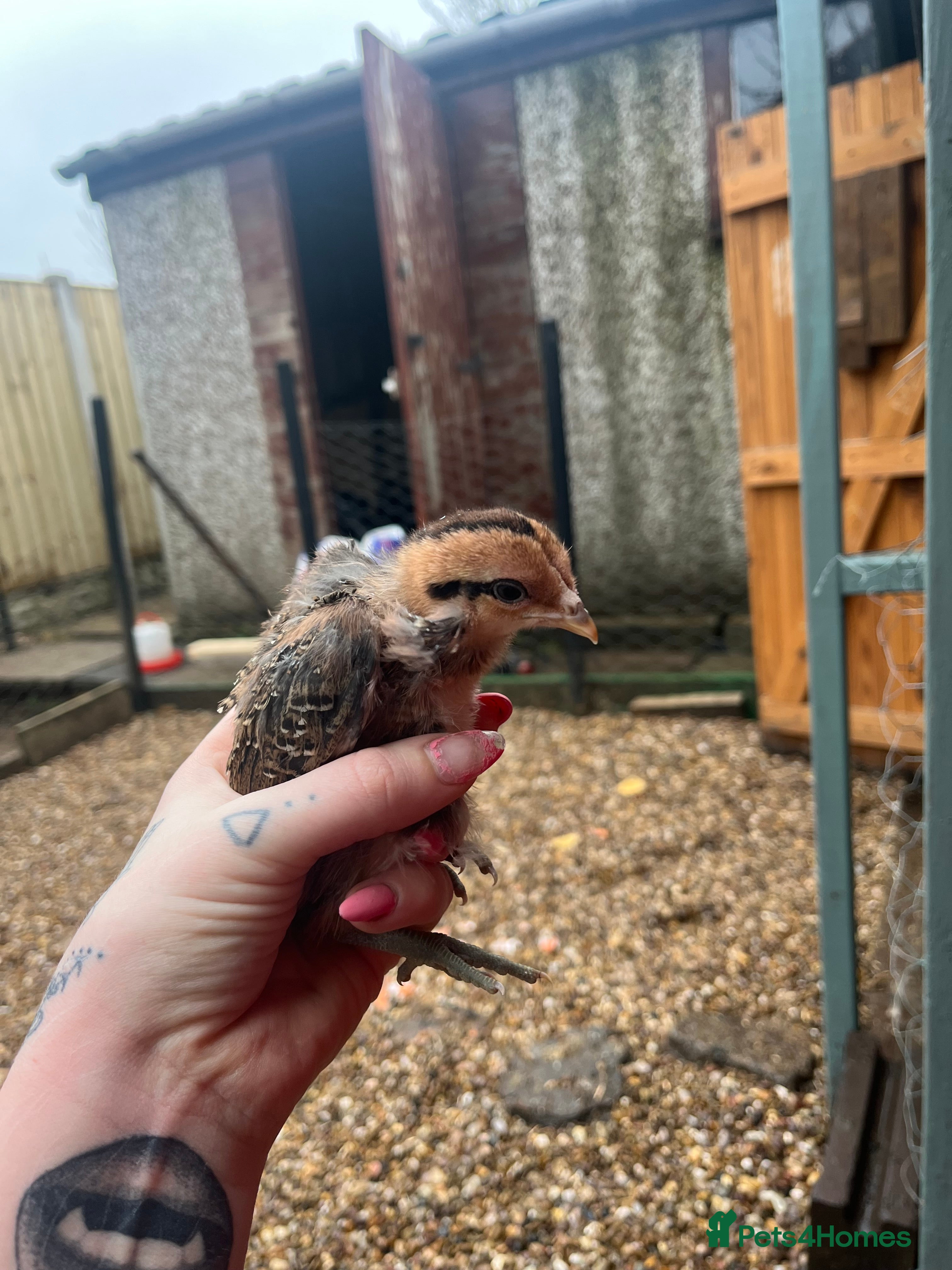 Chickens poultry Female chicks ready to go - Advert 3