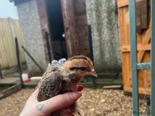 Chickens poultry Female chicks ready to go - Advert 3