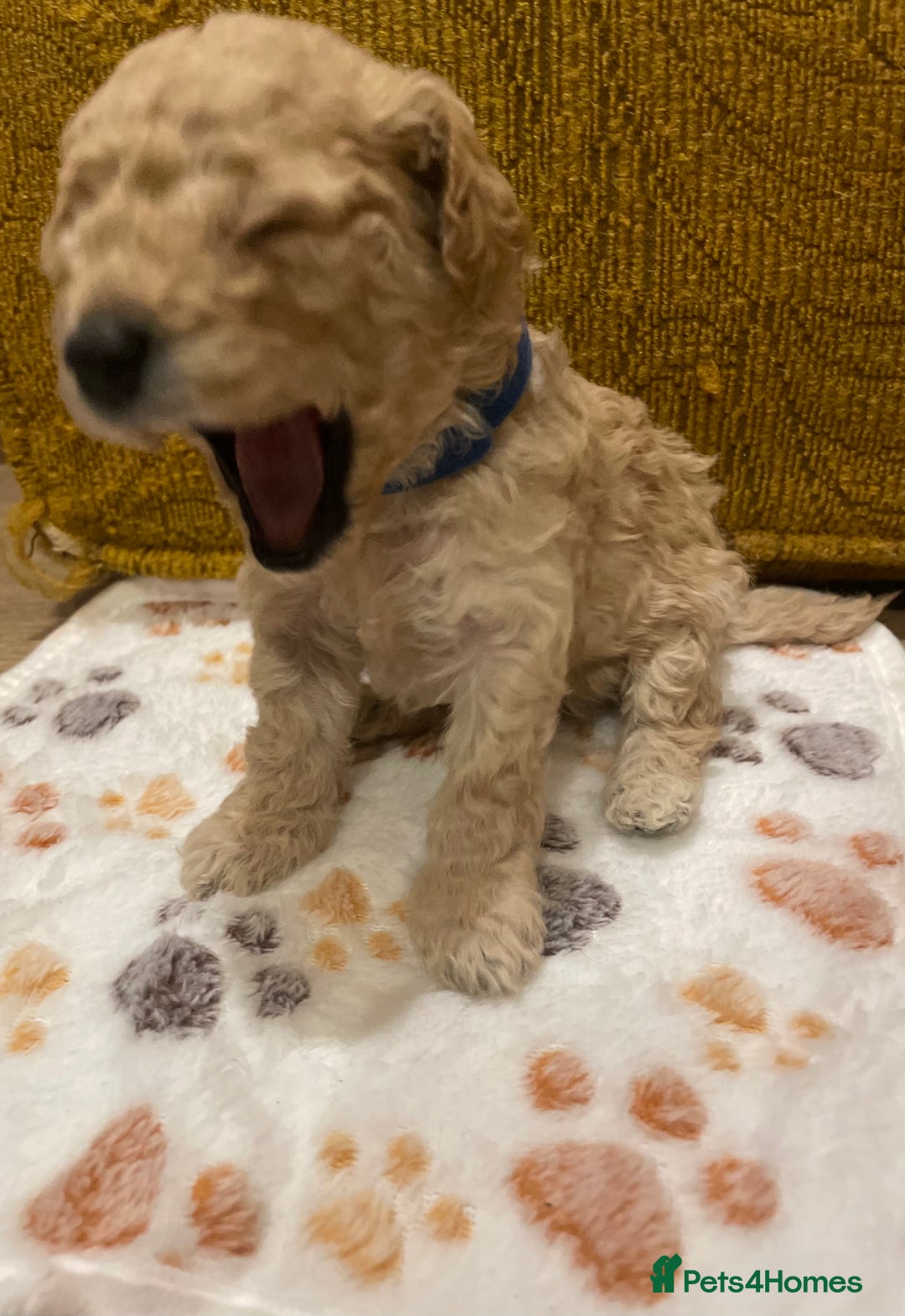 Cavapoo dogs for sale: FB2 cavapoo puppies-1 girl available  - Advert 17