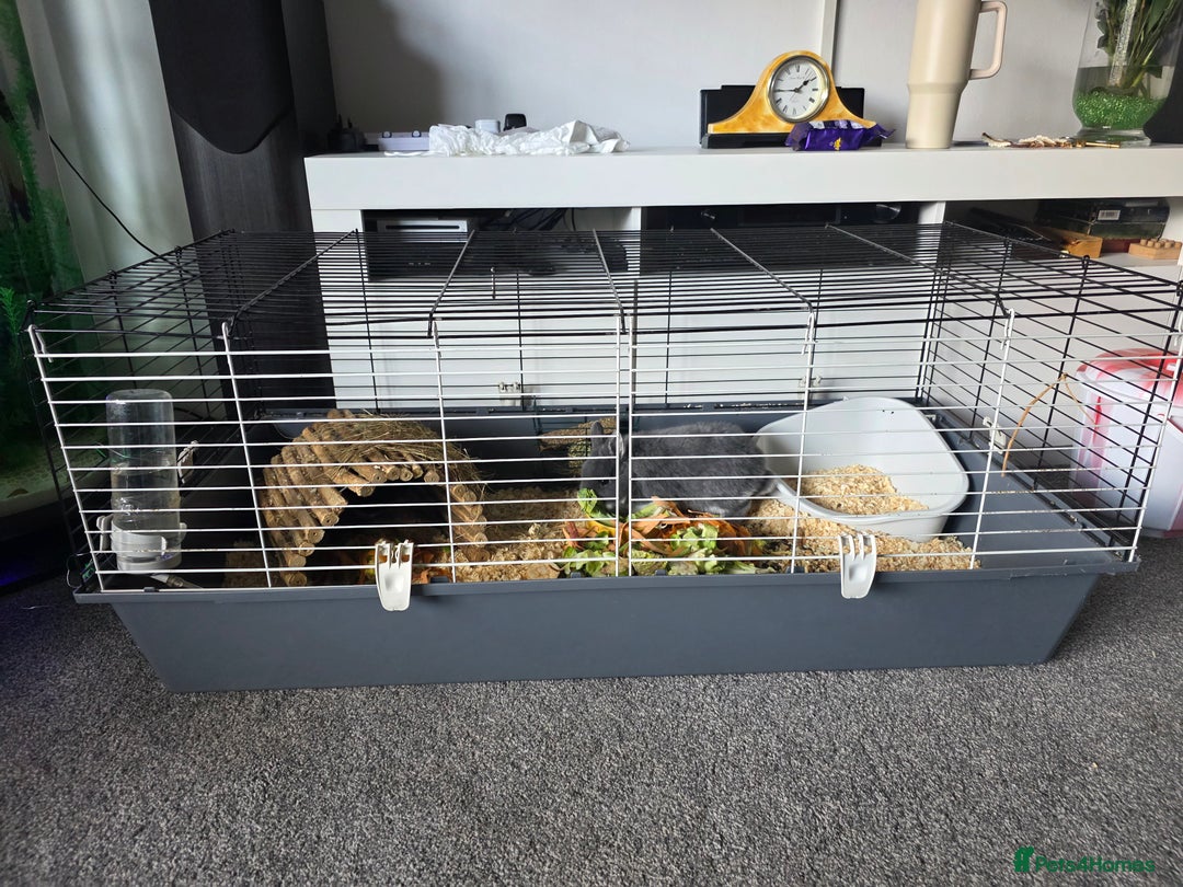 Netherland Dwarf rabbits for sale: Netherland dwaf  - Advert 4