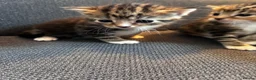 Mixed Breed cats for sale: 4 Beautiful Female Kittens Ready in August - Advert 10