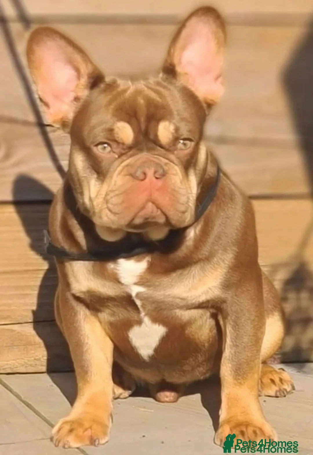 French Bulldog dogs for sale: Stunning quality kc frencbulldog puppies available - Advert 2