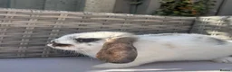 Mini Lop rabbits for sale: Beautiful mini lop rabbits  - Advert 16