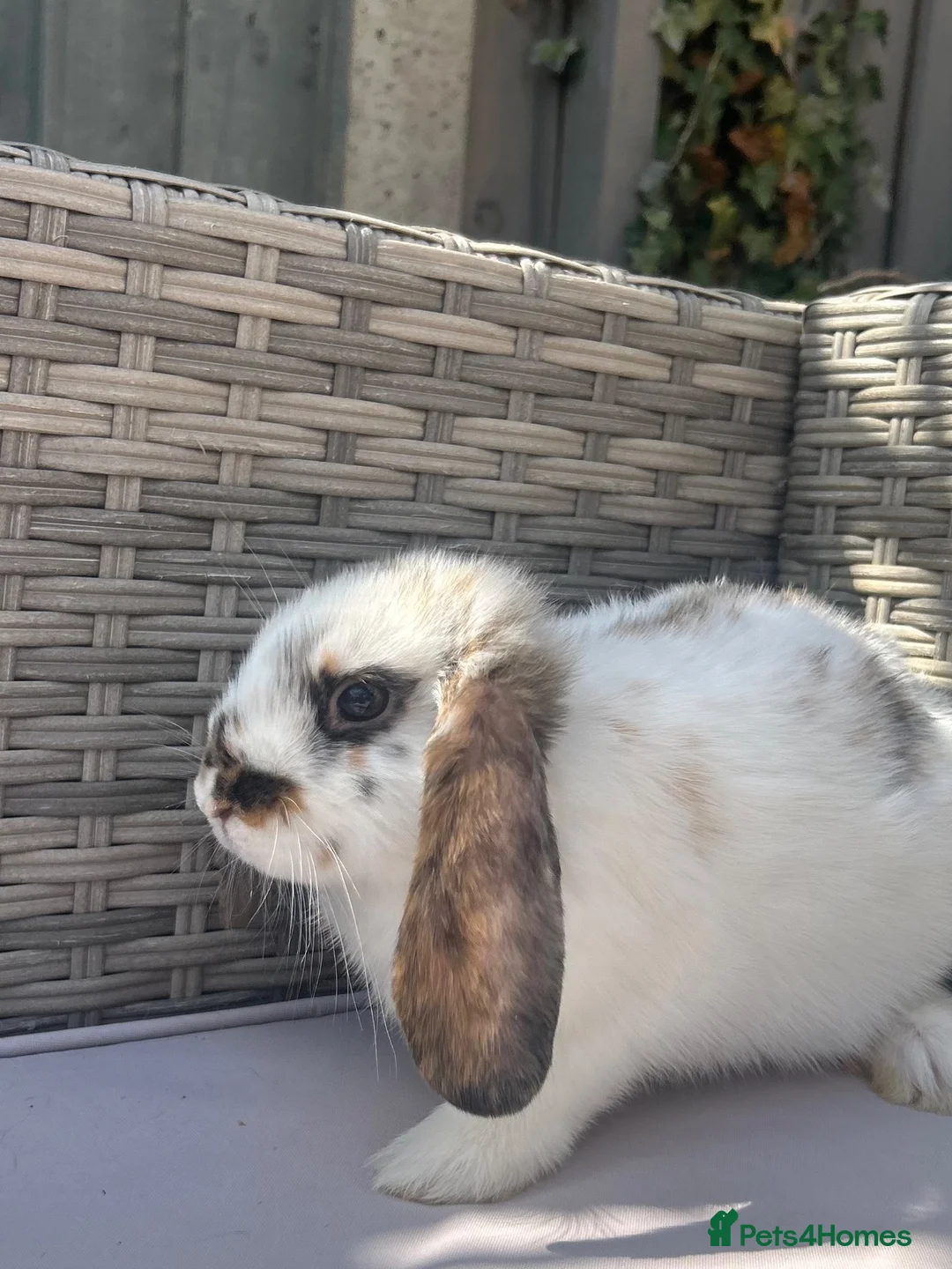 Mini Lop rabbits for sale: Beautiful mini lop rabbits  - Advert 16