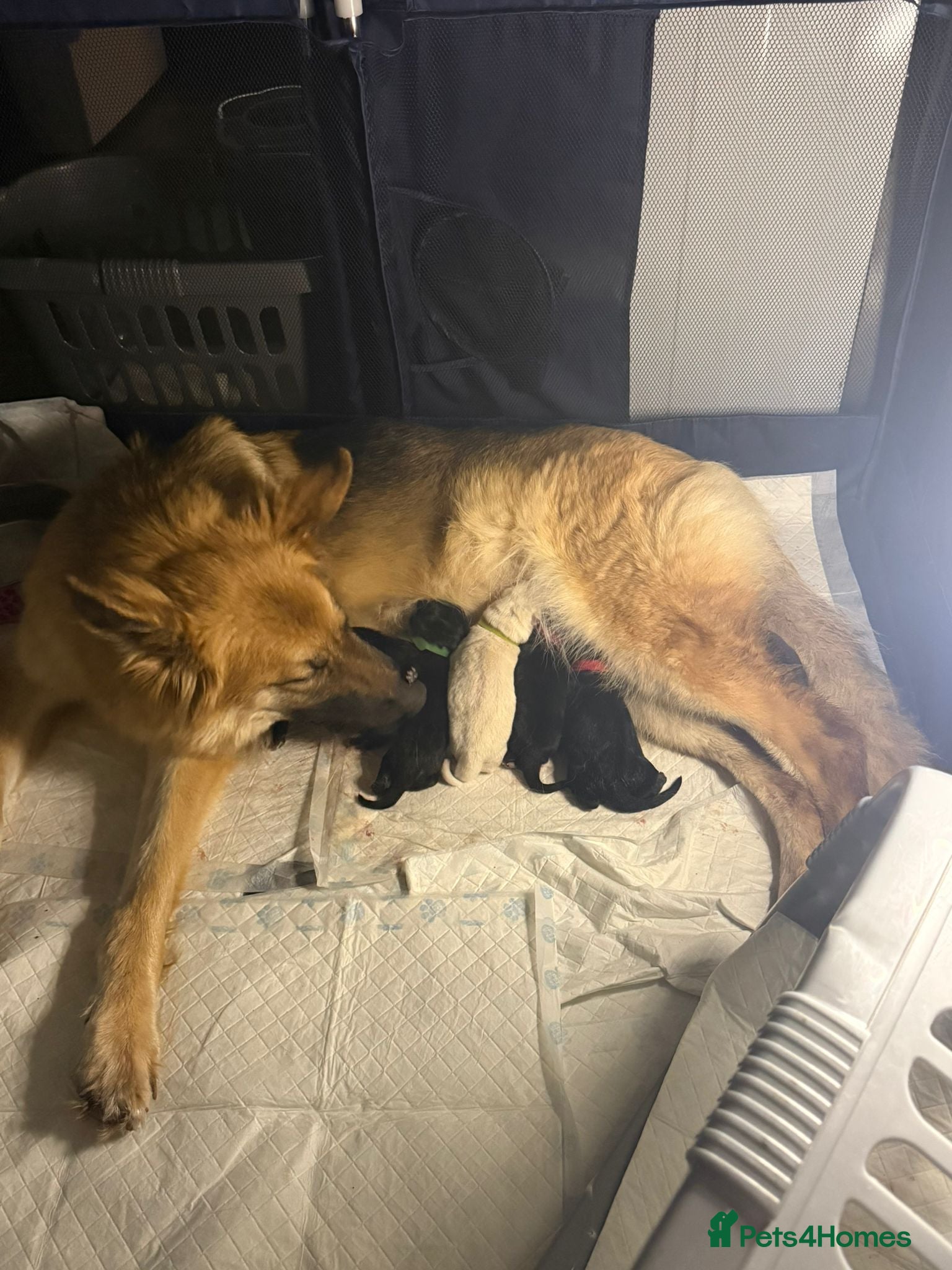 Mixed Breed dogs King Shepherds  - Advert 1