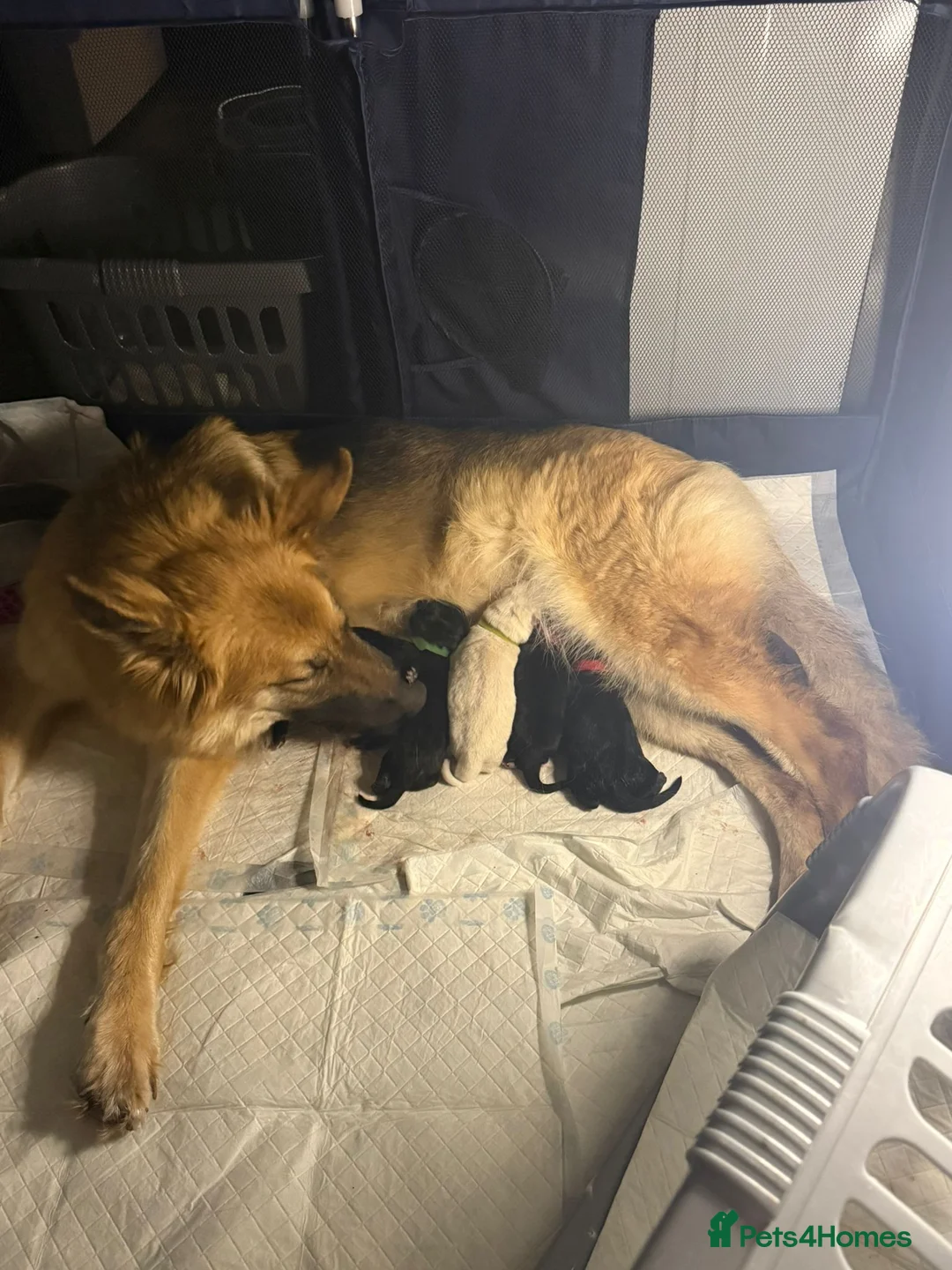 Mixed Breed dogs for sale: King Shepherds  - Advert 1