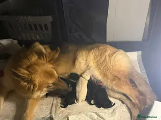 Mixed Breed dogs King Shepherds - Advert 9