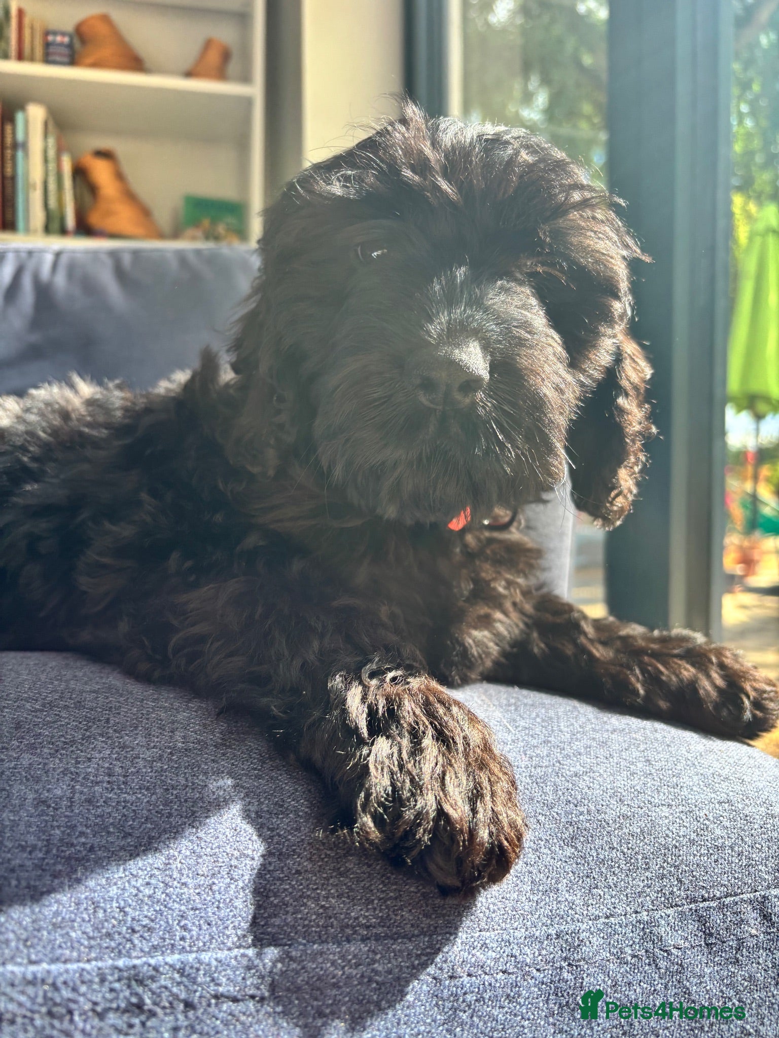 Cockapoo dogs F1 happy Cockerpoos  - Advert 18