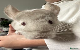 Chinchilla rodents for sale: 2 Male Brothers To Stay Together 8 Months Old - Advert 2