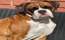 Boxer dogs for sale: Beautiful boxer puppies available  - Image 9