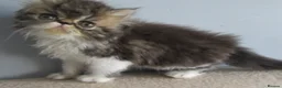 Persian cats for sale: Adorable female Persian kittens - Advert 17