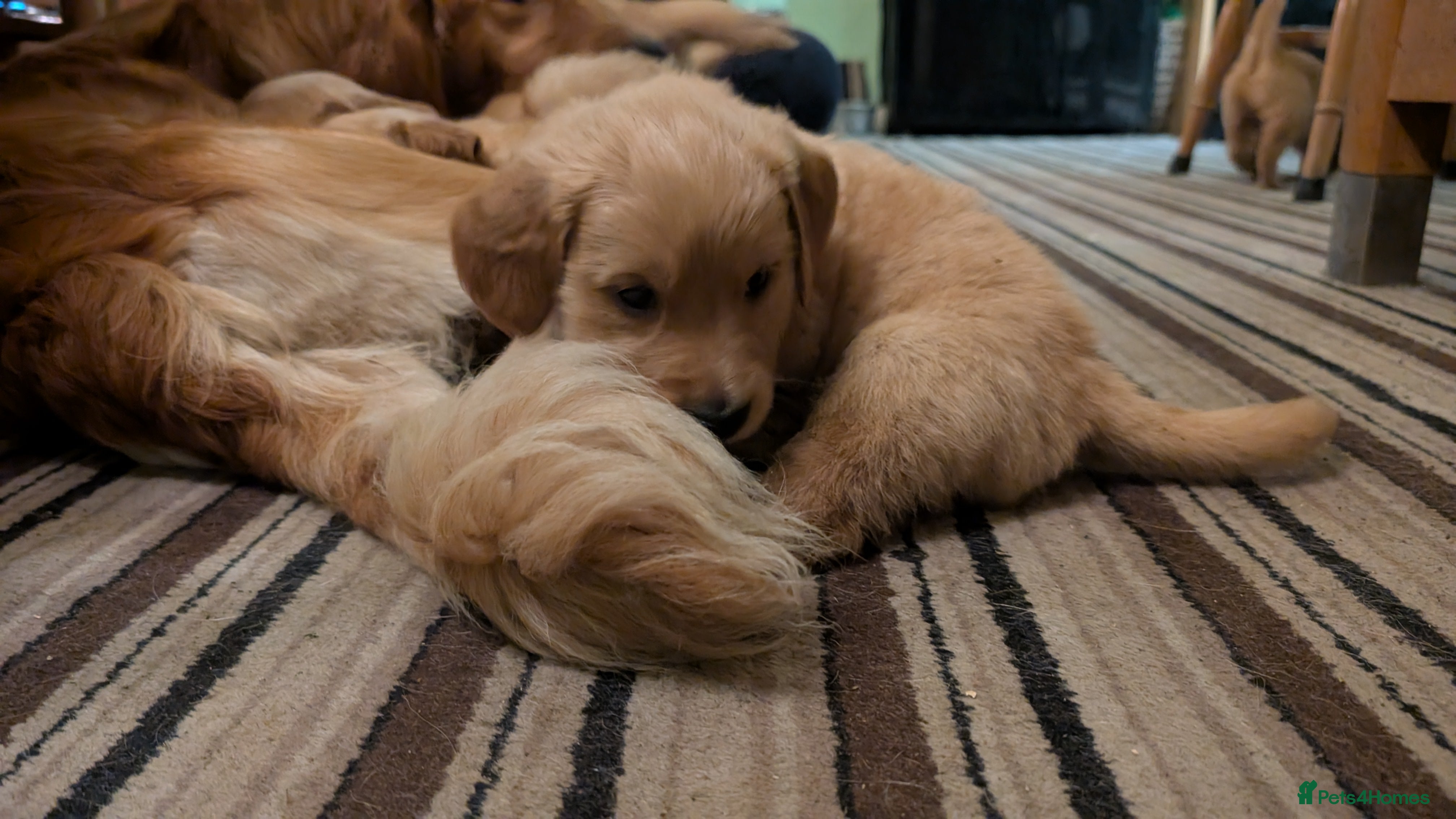 Golden Retriever dogs KC Reg Working Golden Retriever Puppies  - Advert 14