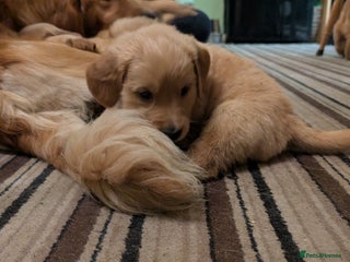 Golden Retriever dogs KC Reg Working Golden Retriever Puppies - Advert 8