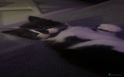 Mixed Breed birds for sale: Adorable kittens looking for forever home  - Image 7