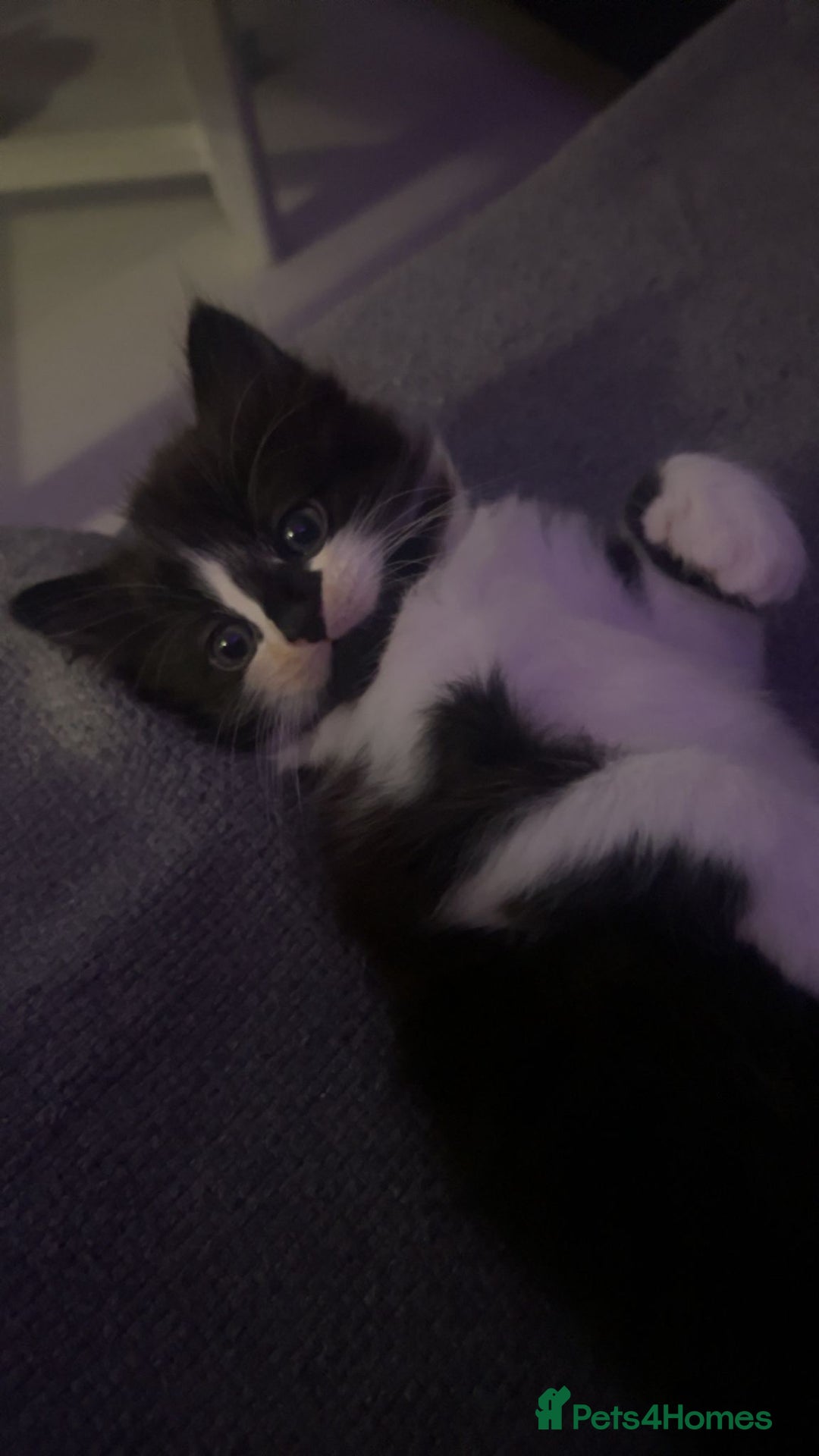 Mixed Breed birds for sale: Adorable kittens looking for forever home  - Image 7