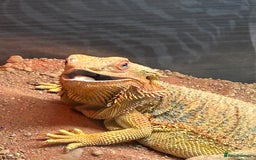 Bearded Dragon reptiles for sale: 4 year old beardie - Image 2