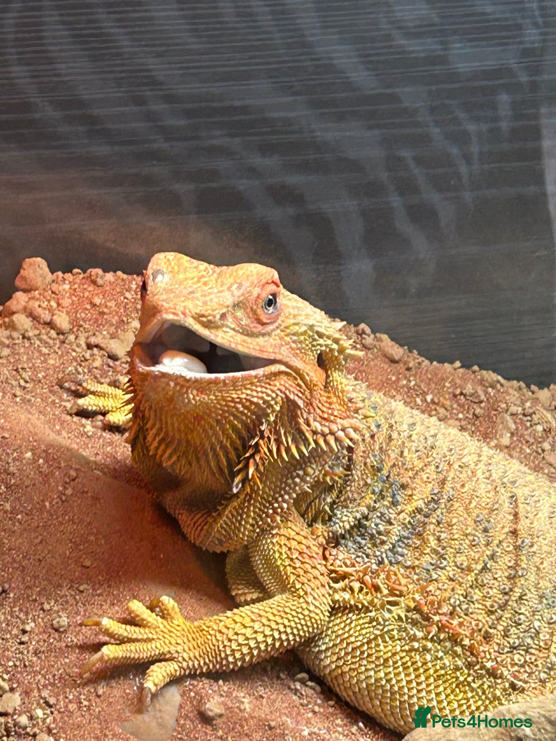Bearded Dragon reptiles for sale: 4 year old beardie - Image 2