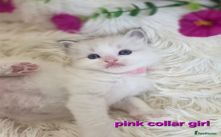 Ragdoll cats 💕GCCF registered ragdoll kittens💕 - Advert 12
