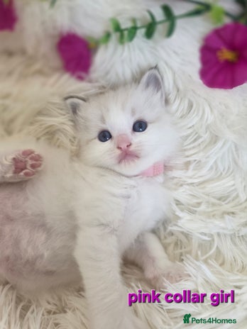 Ragdoll cats 💕GCCF registered ragdoll kittens💕 - Advert 12