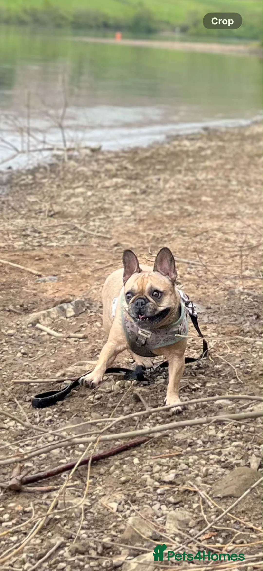 French Bulldog dogs for sale: Loving Pedigree Frenchie Looking for Forever Home in Oldham - Advert 2