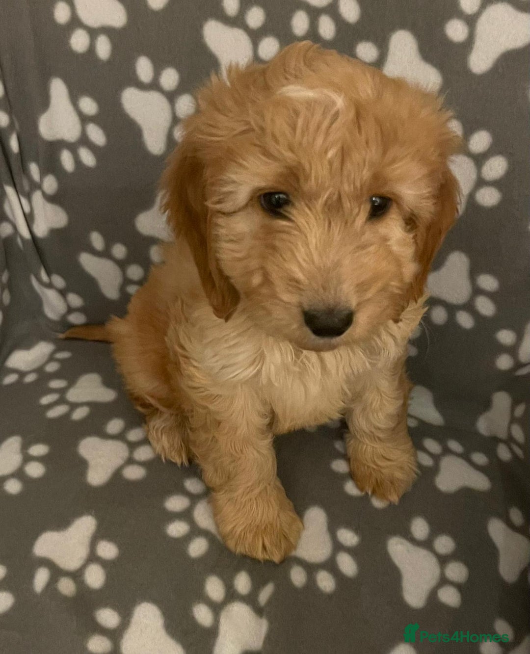 Cavapoo dogs for sale: Cavapoo puppie - Advert 5