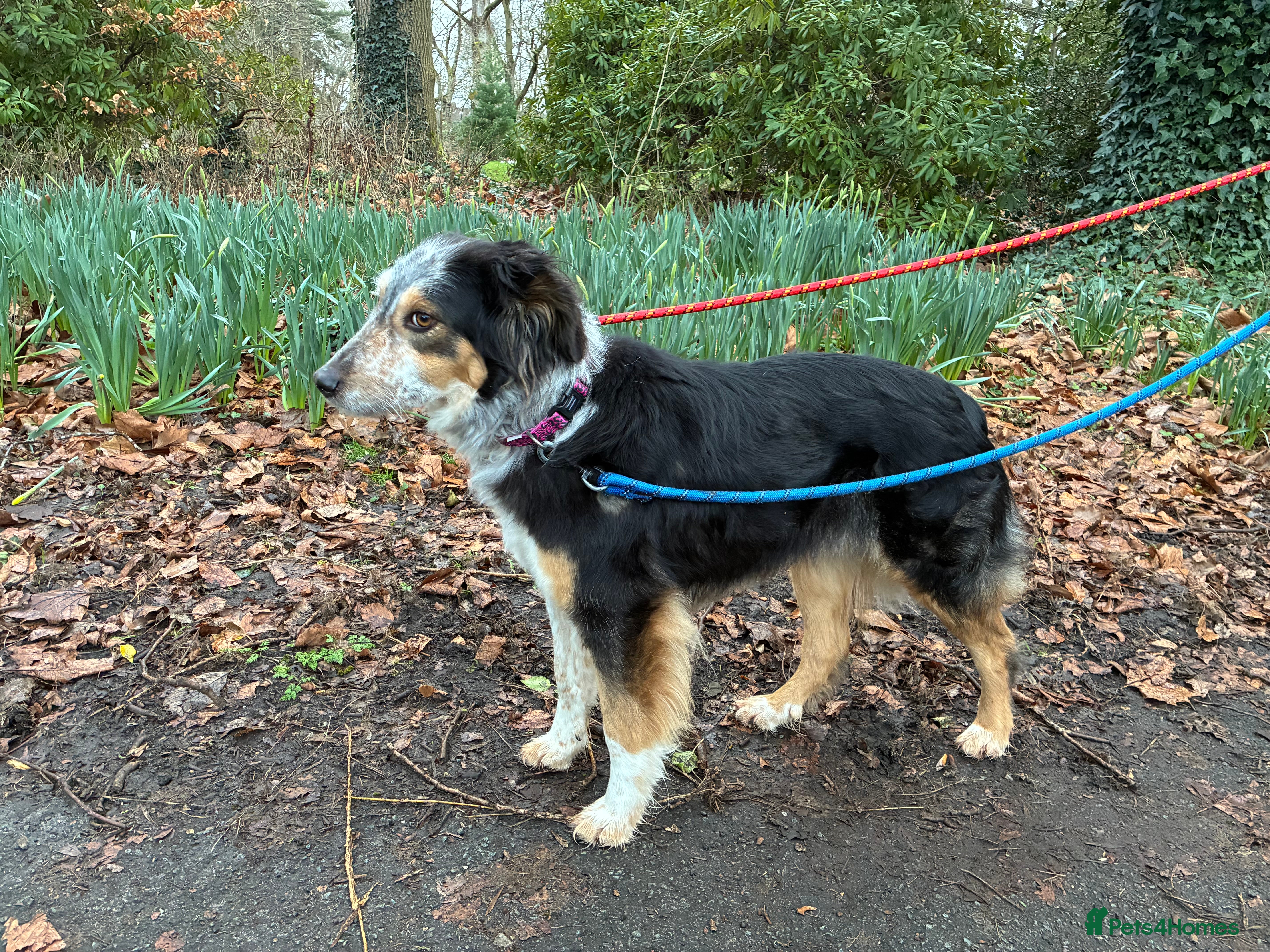 Mixed Breed dogs IRIS, a gentle dog of quiet nature - Advert 5