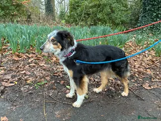 Mixed Breed dogs IRIS, a gentle dog of quiet nature - Advert 5