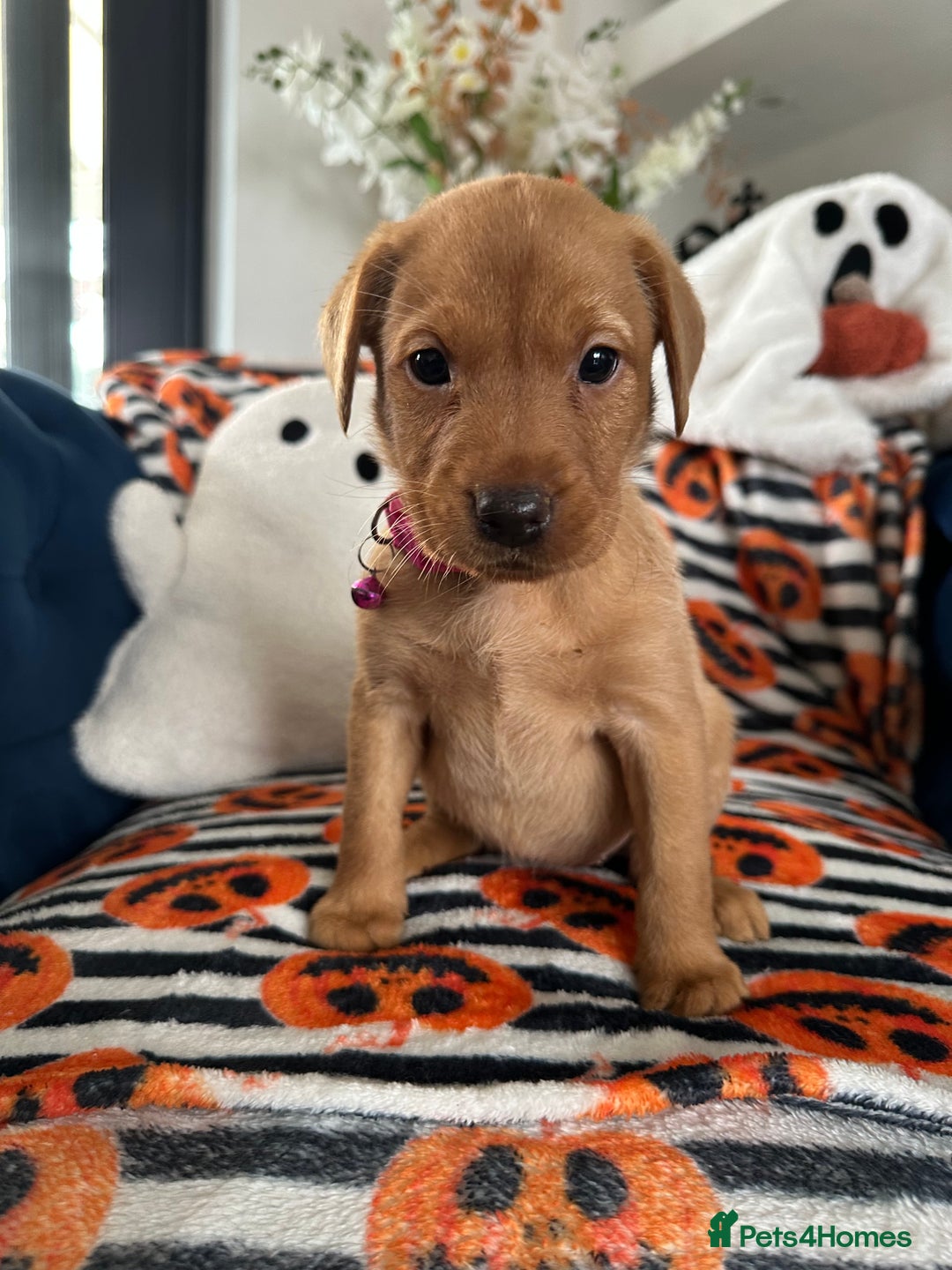 Labrador Retriever dogs for sale: Beautiful fox red Labrador pups - Image 6