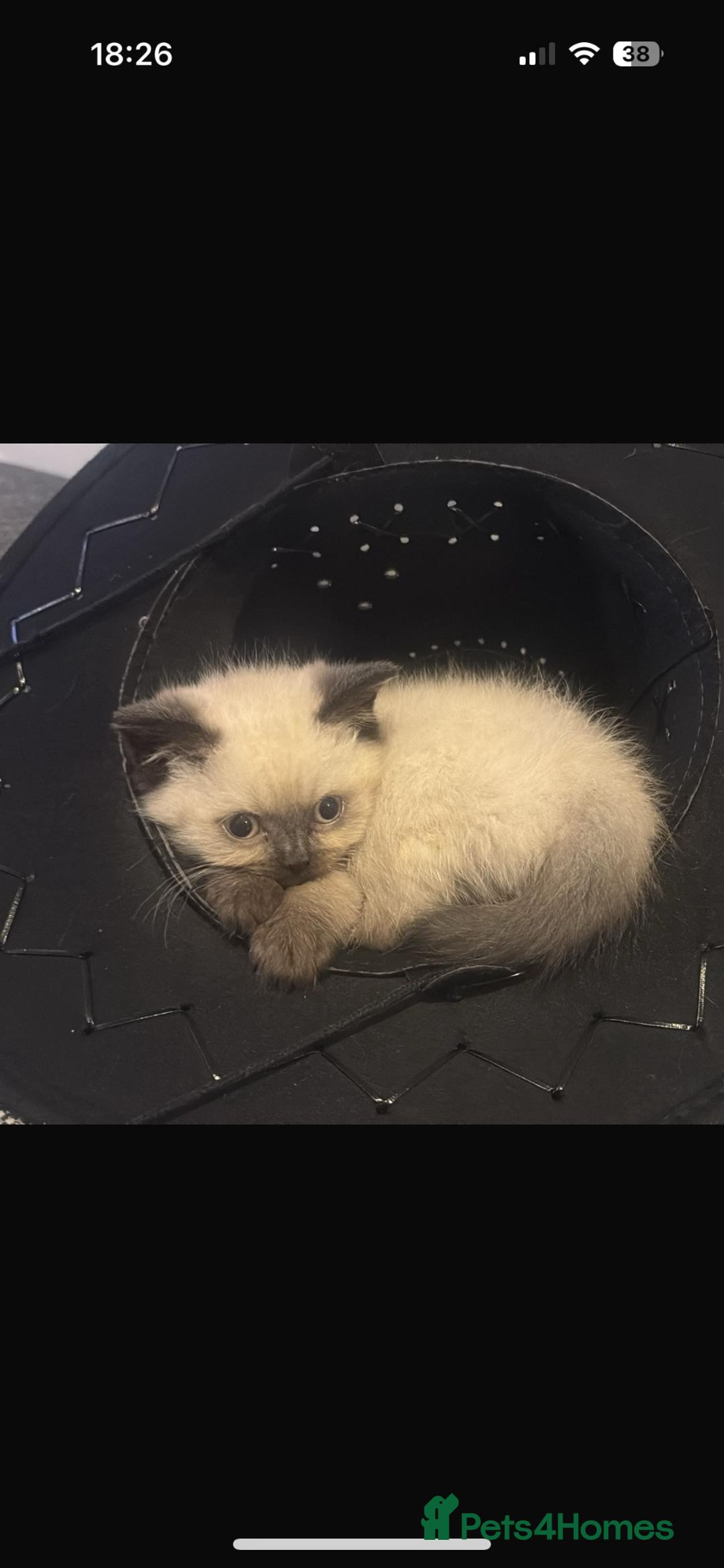 British Shorthair cats for sale: GCCF Registered 5 Generation British Shorthair - Image 13